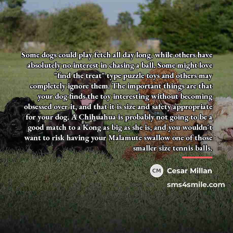 “Some dogs could play fetch all day long, while others…” quote by Cesar Millan