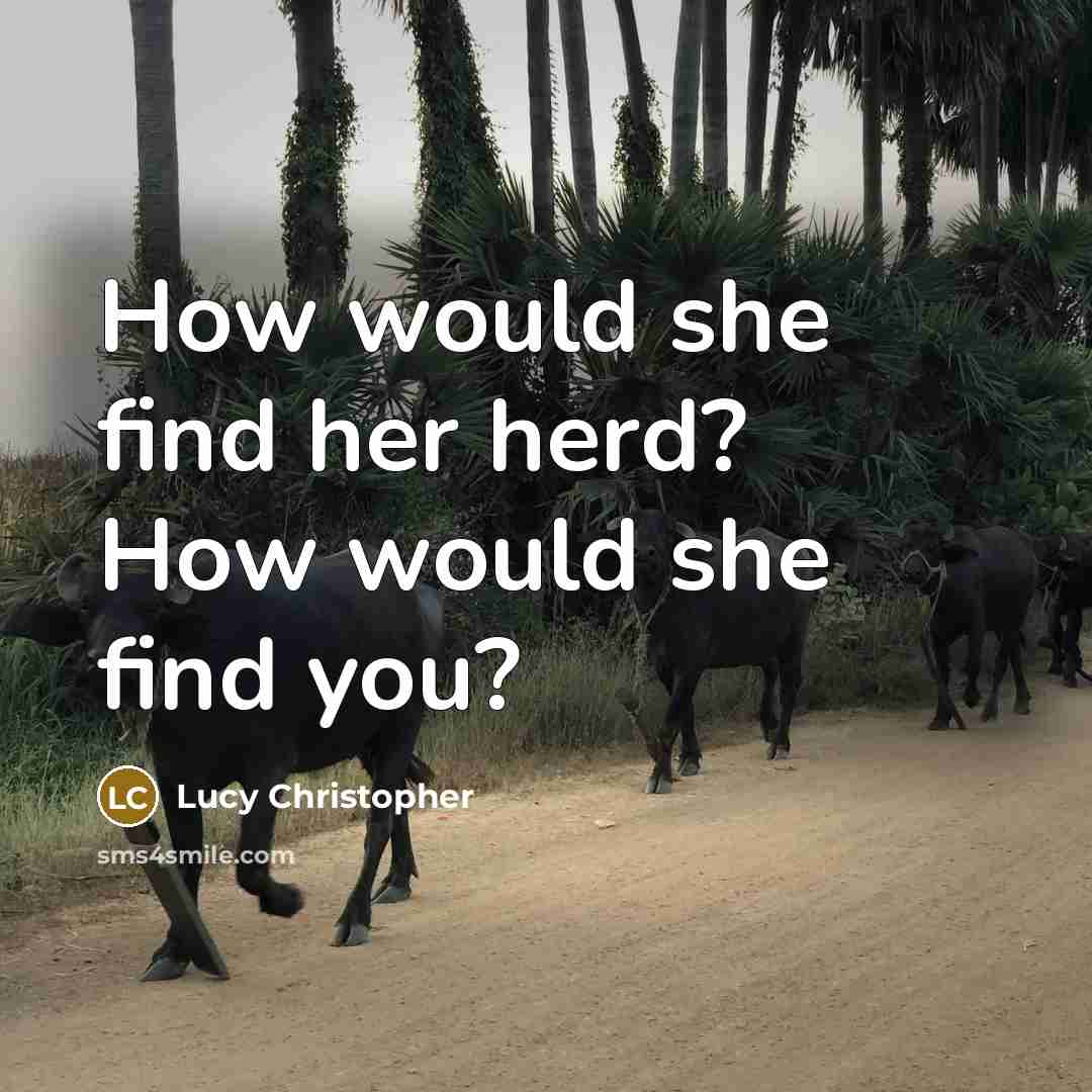 “How would she find her herd? How would she find you?” quote by Lucy Christopher