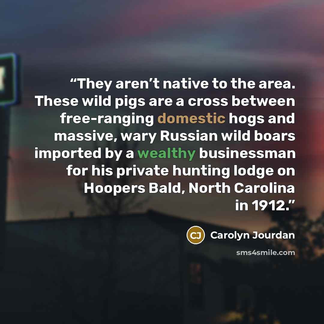 “They aren’t native to the area. These wild pigs are a cross between free-ranging domestic hogs and massive, wary Russian wild boars imported by a wealthy businessman for his private hunting lodge on Hoopers Bald, North Carolina in 1912.” quote by Carolyn Jourdan