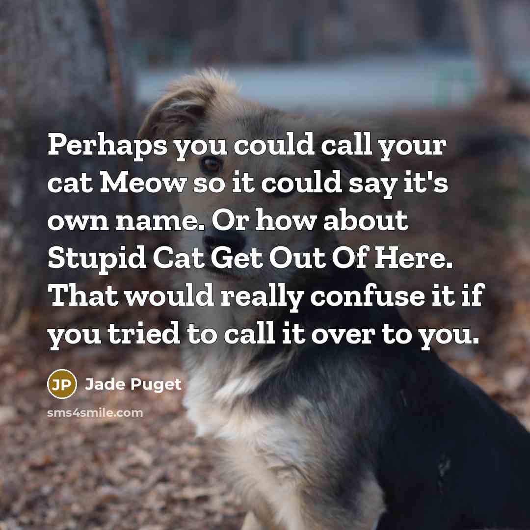 “Perhaps you could call your cat Meow so it could…” quote by Jade Puget