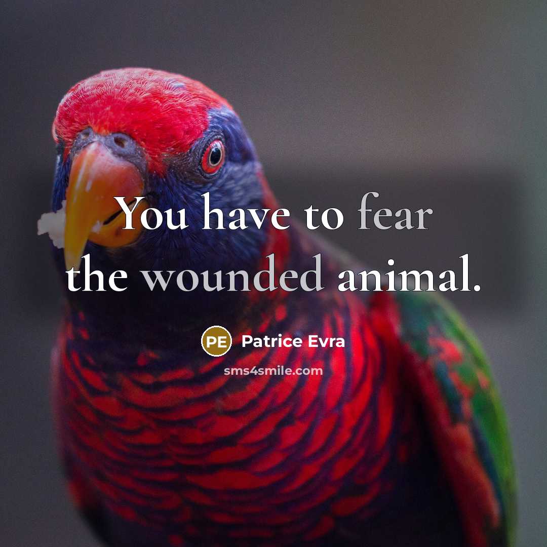 “You have to fear the wounded animal.…” quote by Patrice Evra