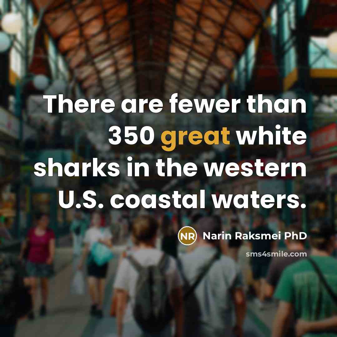 “There are fewer than 350 great white sharks in the…” quote by Narin Raksmei PhD
