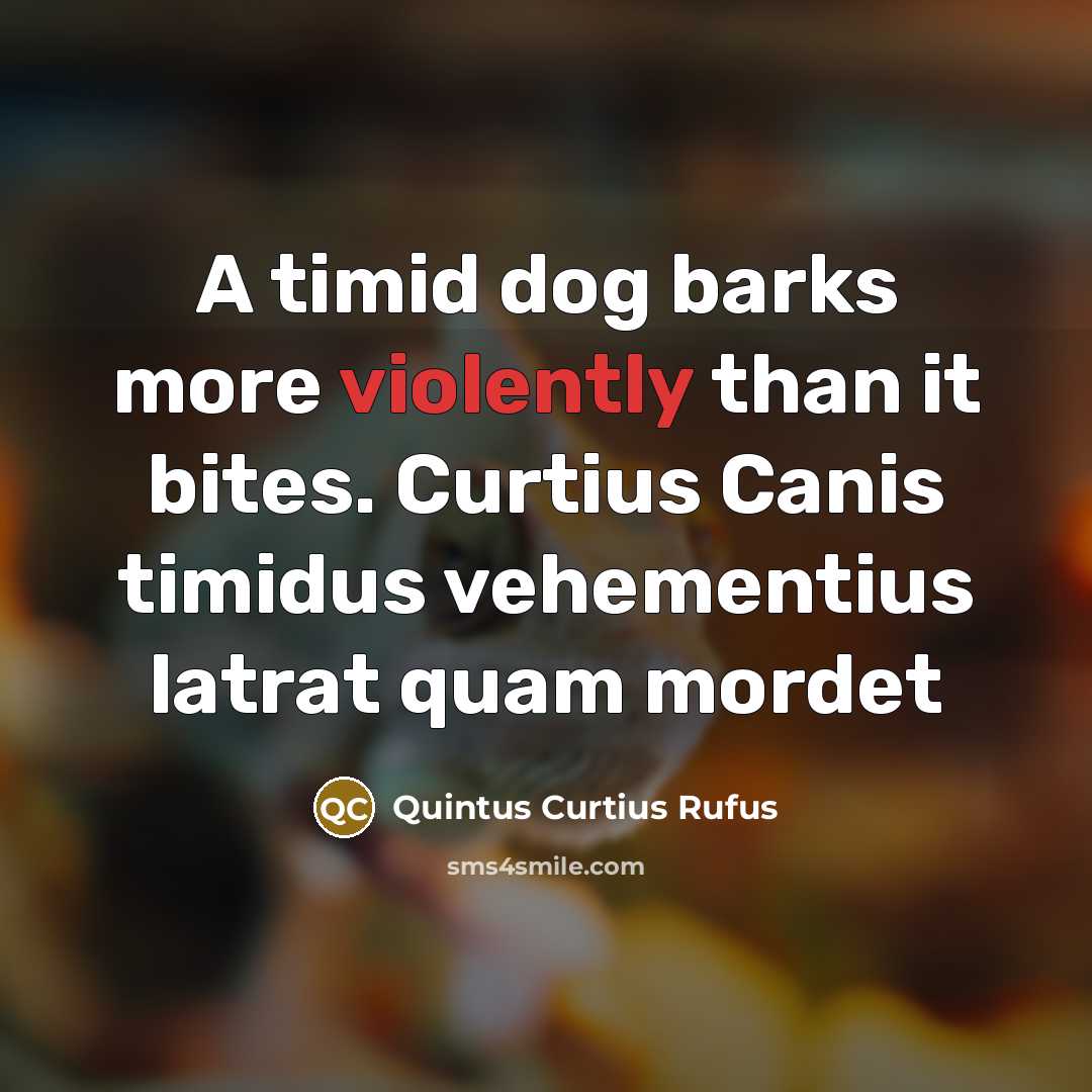 “A timid dog barks more violently than it bites. Curtius Canis timidus vehementius latrat quam mordet” quote by Quintus Curtius Rufus