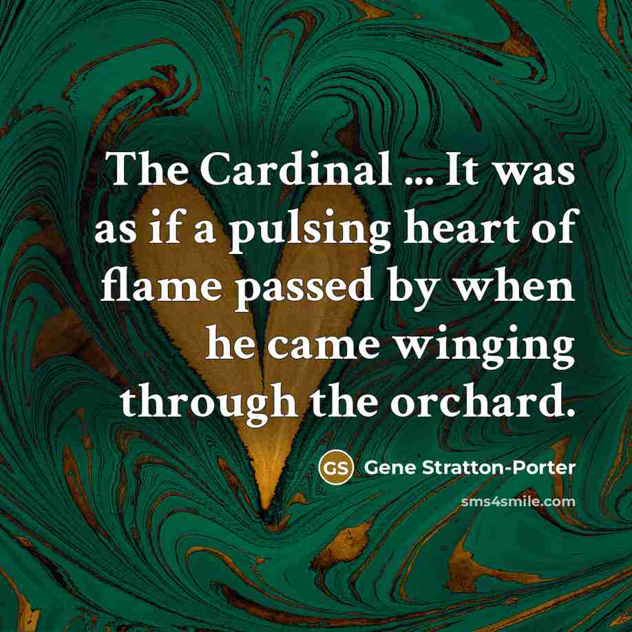 “The Cardinal ... It was as if a pulsing heart of flame passed by when he came winging through the orchard.” quote by Gene Stratton-Porter