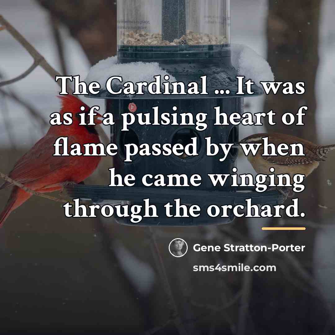 “The Cardinal ... It was as if a pulsing heart…” quote by Gene Stratton-Porter