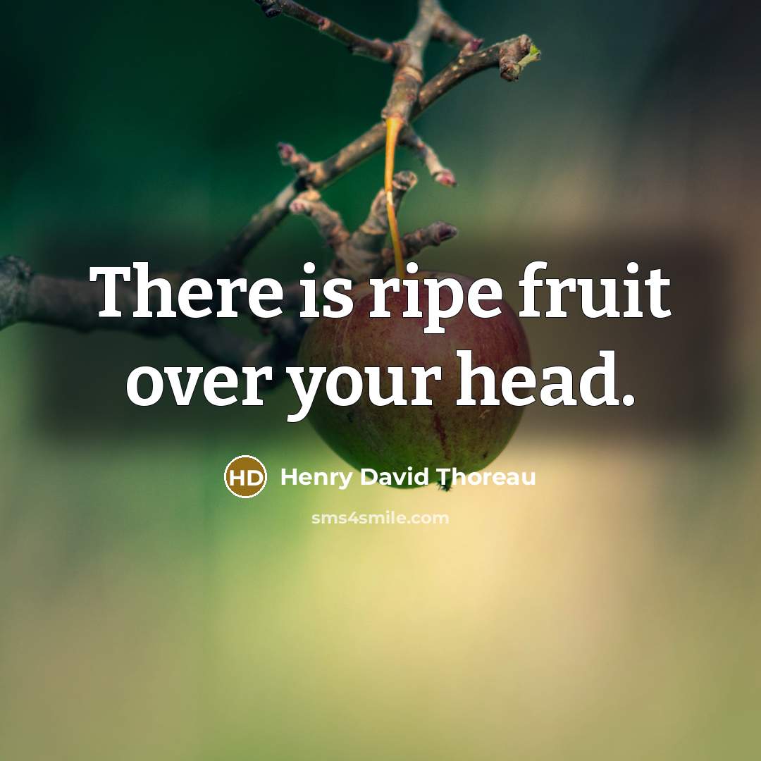 “There is ripe fruit over your head.…” quote by Henry David Thoreau