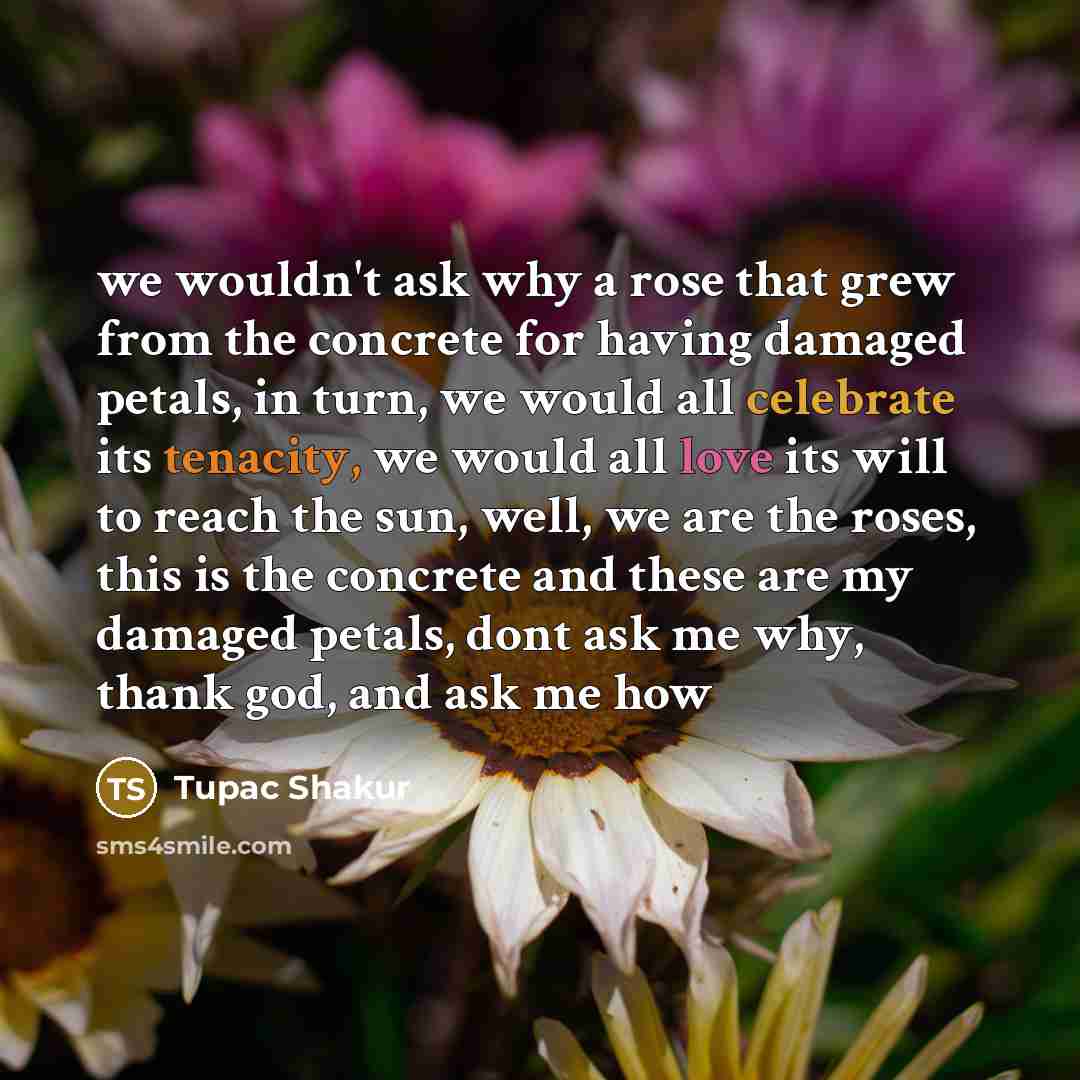 “we wouldn't ask why a rose that grew from the…” quote by Tupac Shakur