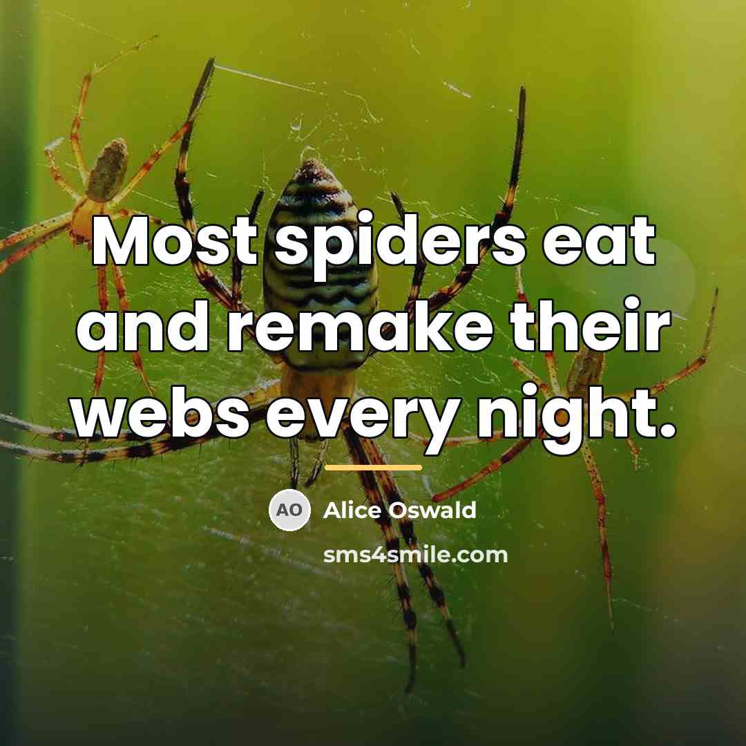“Most spiders eat and remake their webs every night.…” quote by Alice Oswald