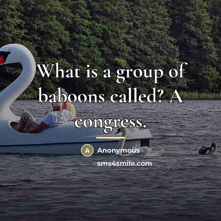 “What is a group of baboons called? A congress.…” quote by Anonymous