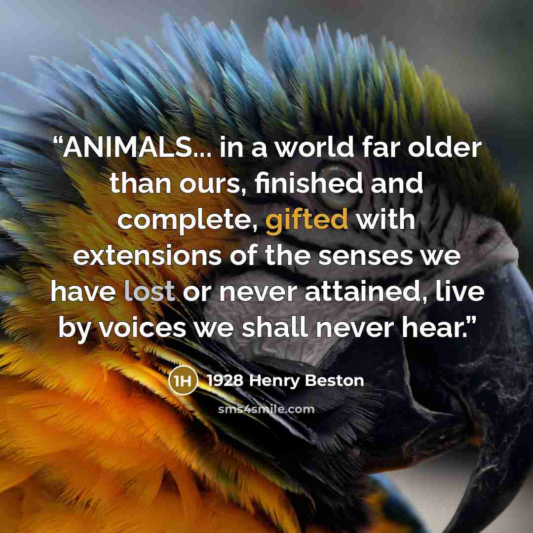 “ANIMALS... in a world far older than ours, finished and complete, gifted with extensions of the senses we have lost or never attained, live by voices we shall never hear.” quote by 1928 Henry Beston