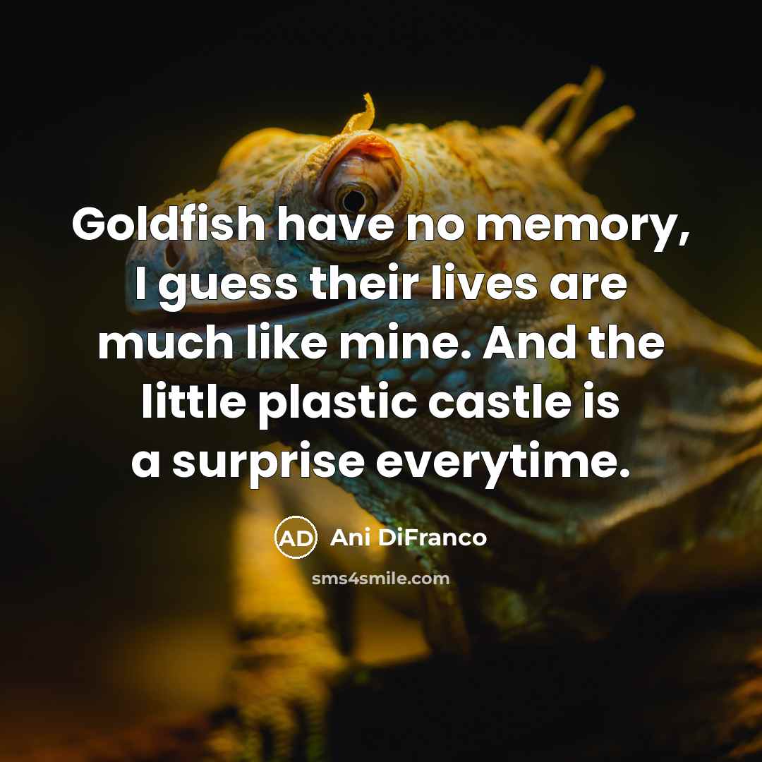 “Goldfish have no memory, I guess their lives are much…” quote by Ani DiFranco