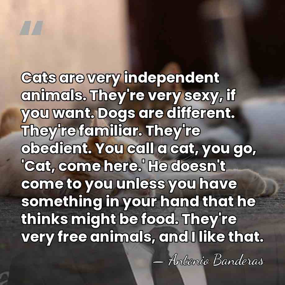 Cats are very independent animals. They're very sexy, if you want. Dogs&hellip; - Antonio Banderas