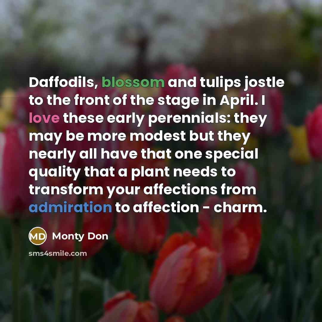 “Daffodils, blossom and tulips jostle to the front of the…” quote by Monty Don
