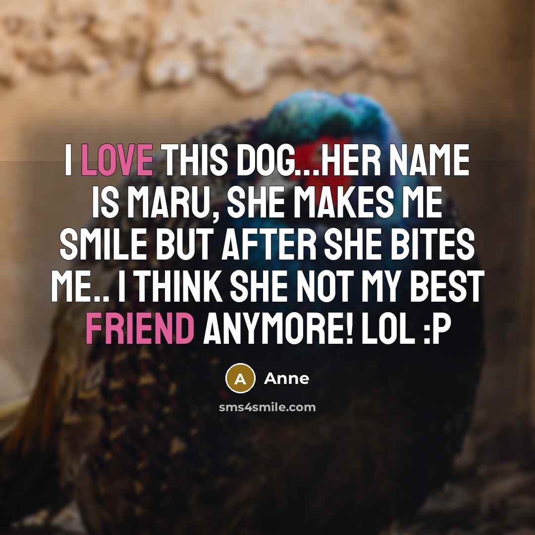 “I love this dog...her name is MARU, she makes me smile but after she bites me.. I think she not my best friend ANYMORE! lol :p” quote by Anne