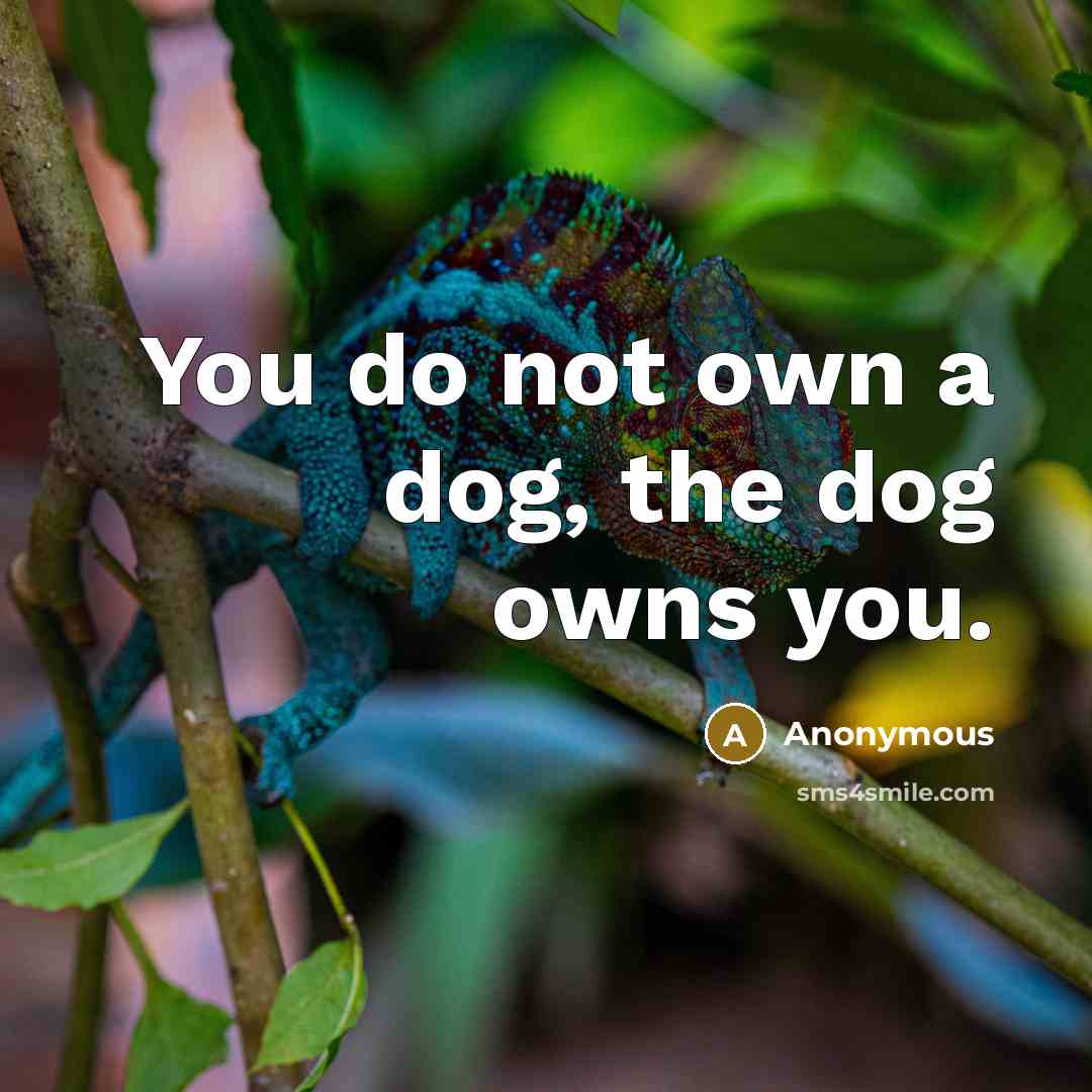 “You do not own a dog, the dog owns you.” quote by Anonymous
