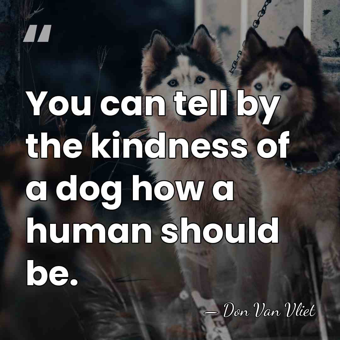 You can tell by the kindness of a dog how a human&hellip; - Don Van Vliet