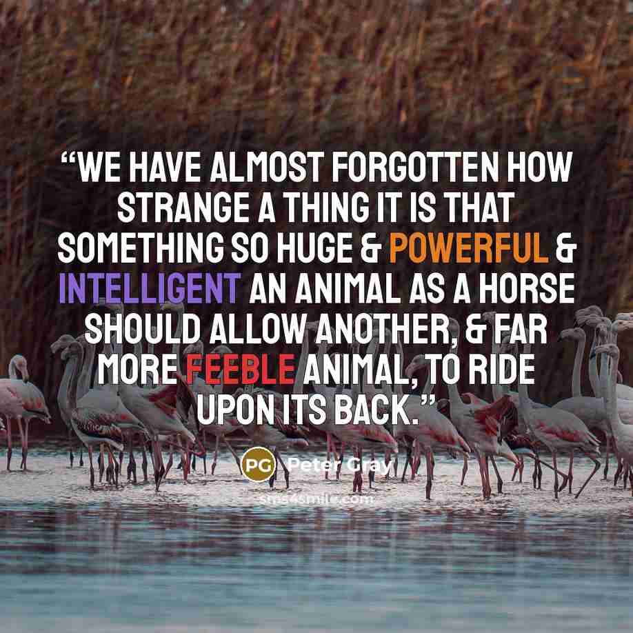 “We have almost forgotten how strange a thing it is that something so huge & powerful & intelligent an animal as a horse should allow another, & far more feeble animal, to ride upon its back.” quote by Peter Gray