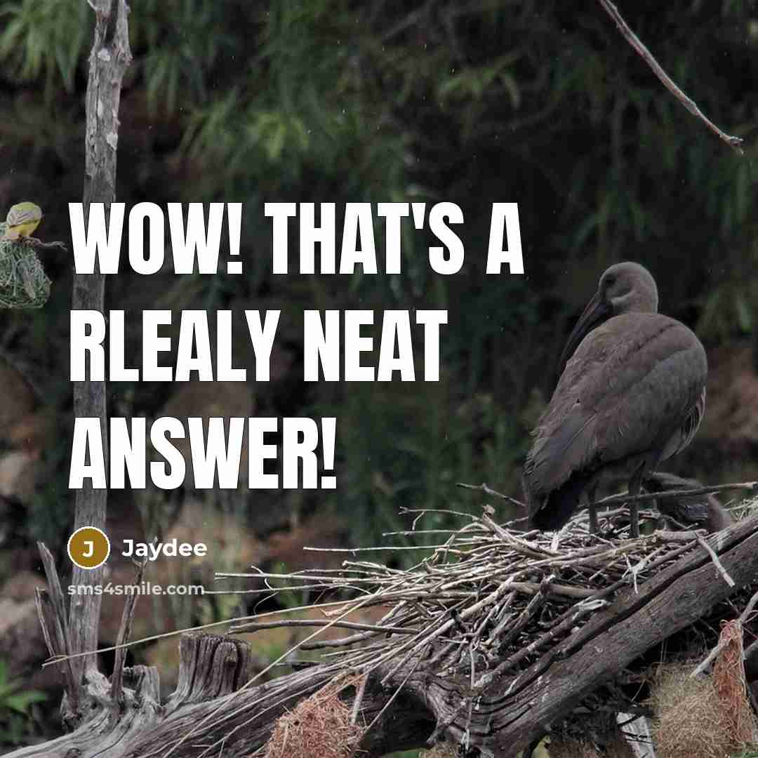 “Wow! That's a rlealy neat answer!” quote by Jaydee