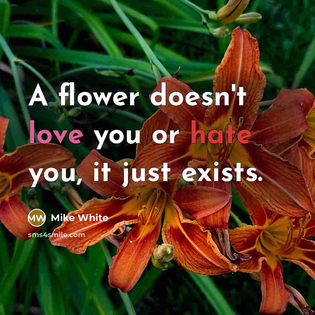 “A flower doesn't love you or hate you, it just…” quote by Mike White