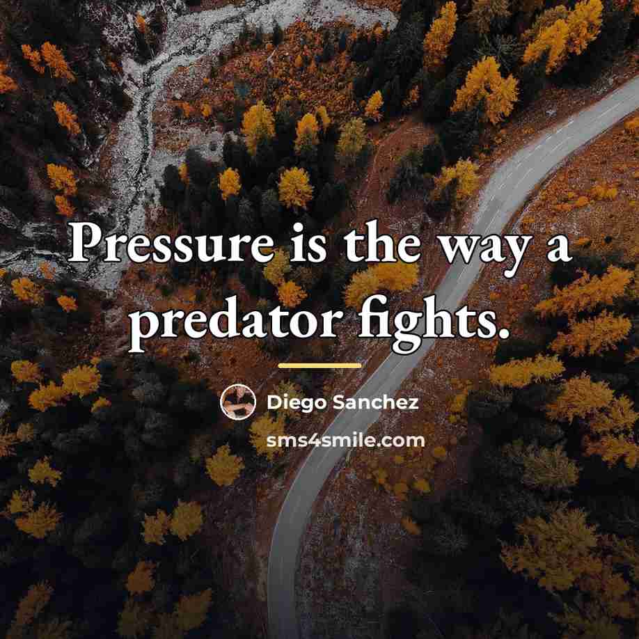 “Pressure is the way a predator fights.…” quote by Diego Sanchez