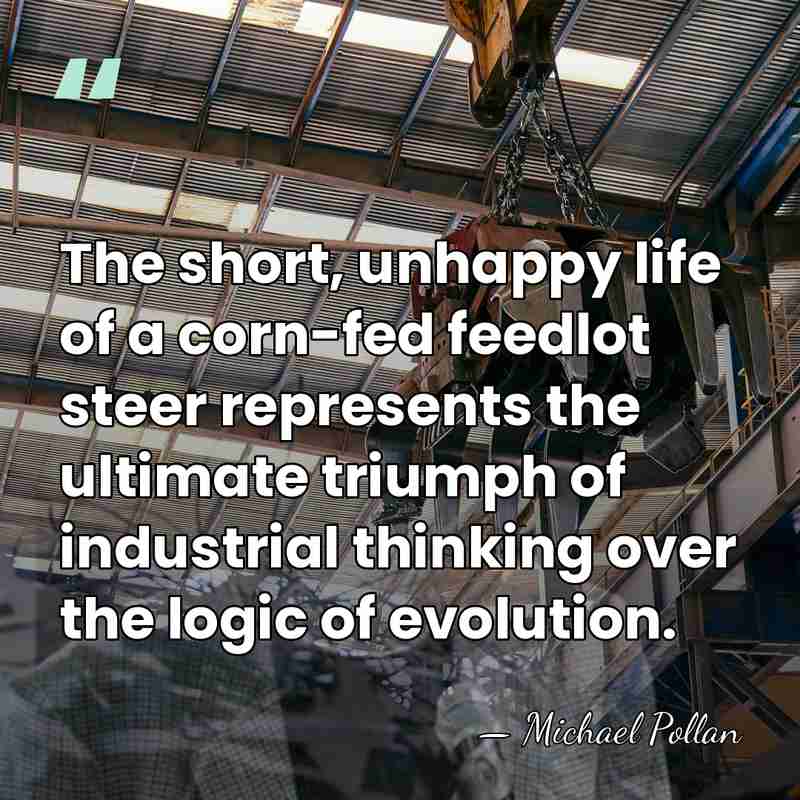 The short, unhappy life of a corn-fed feedlot steer represents the ultimate&hellip; - Michael Pollan