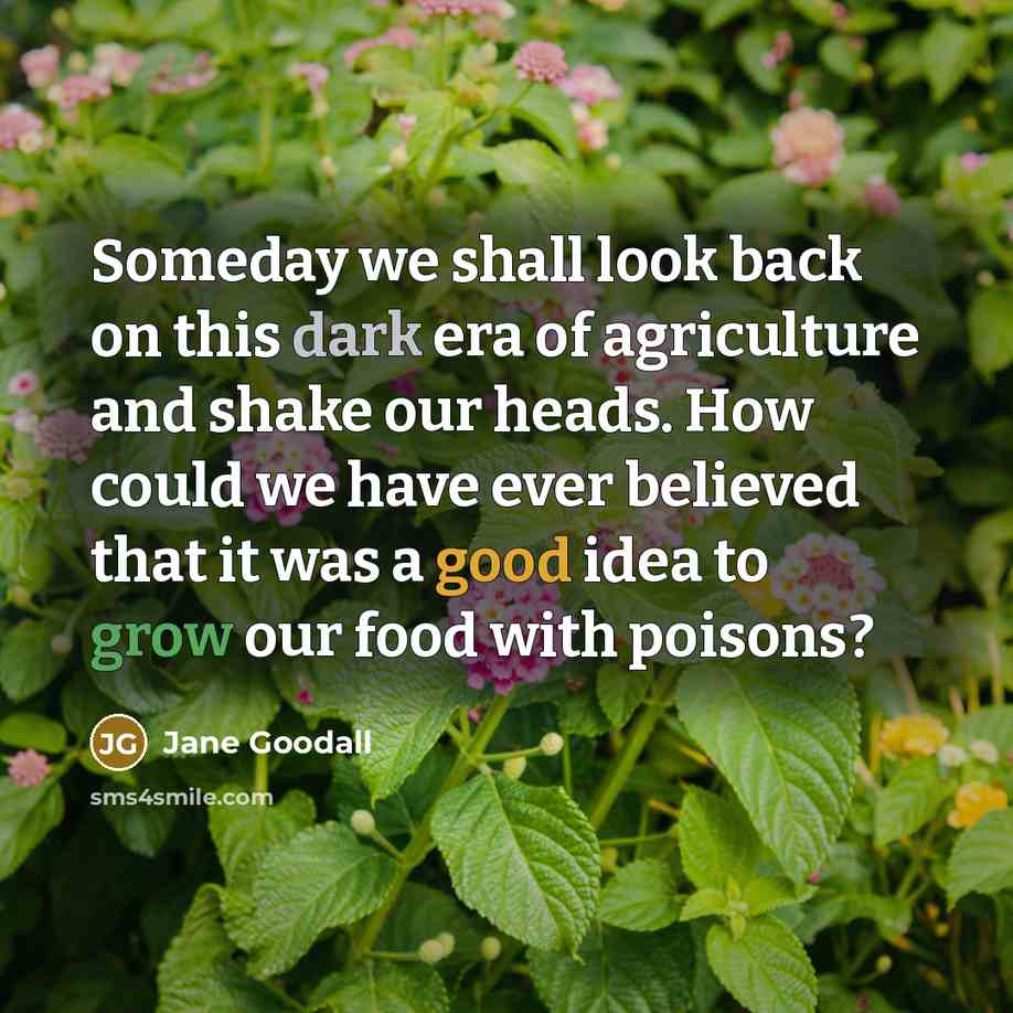 “Someday we shall look back on this dark era of…” quote by Jane Goodall