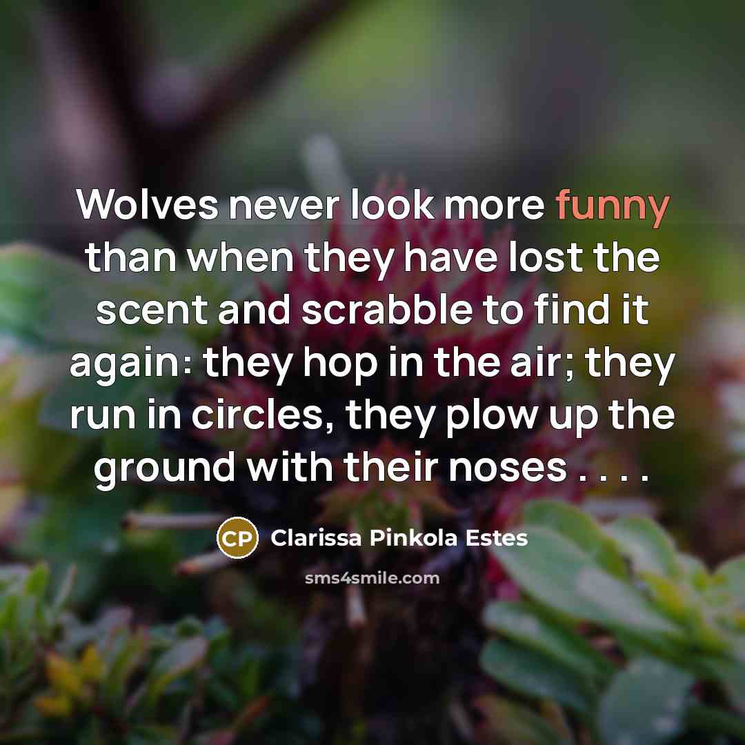 “Wolves never look more funny than when they have lost…” quote by Clarissa Pinkola Estes