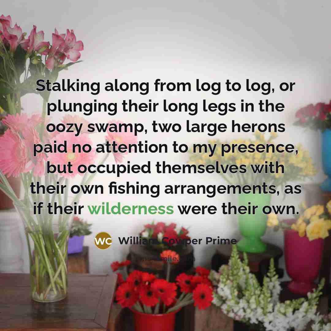 “Stalking along from log to log, or plunging their long…” quote by William Cowper Prime