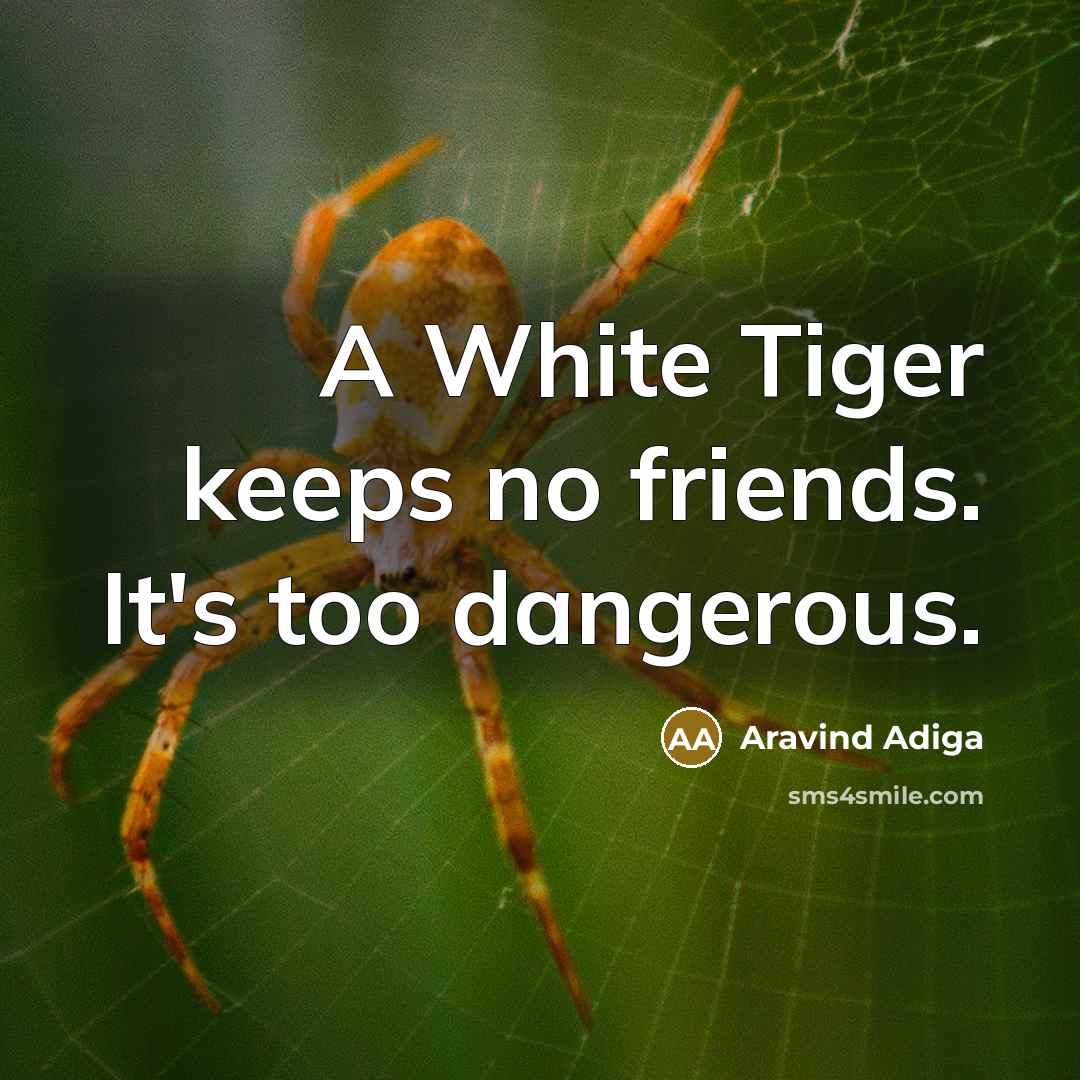 “A White Tiger keeps no friends. It's too dangerous.…” quote by Aravind Adiga