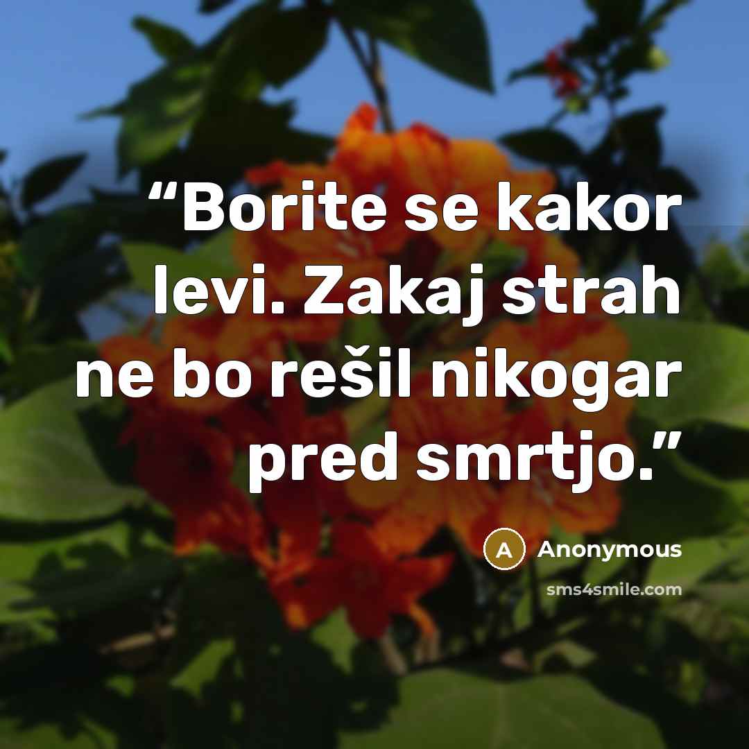 “Borite se kakor levi. Zakaj strah ne bo rešil nikogar pred smrtjo.” quote by Anonymous