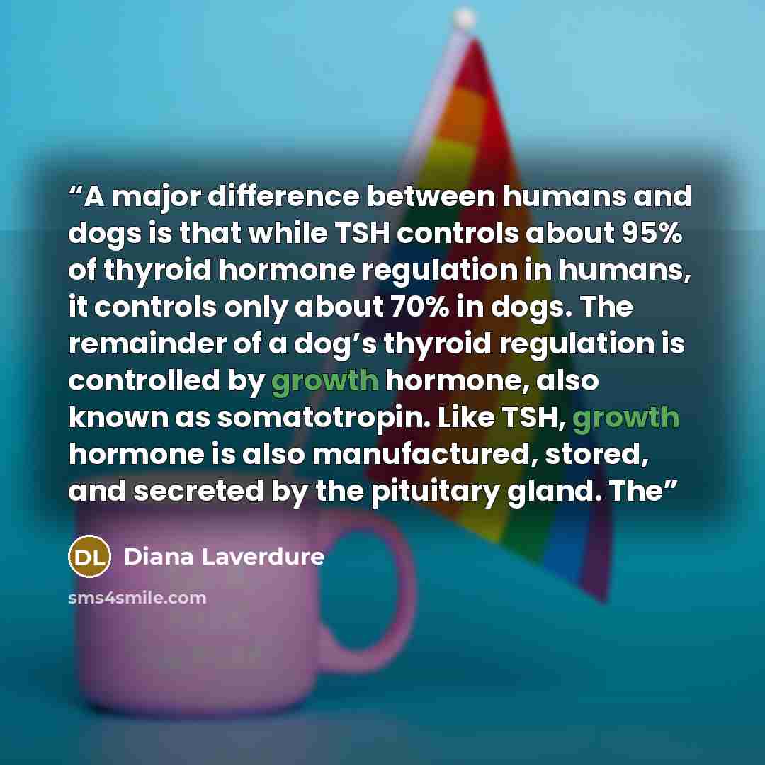 “A major difference between humans and dogs is that while TSH controls about 95% of thyroid hormone regulation in humans, it controls only about 70% in dogs. The remainder of a dog’s thyroid regulation is controlled by growth hormone, also known as somatotropin. Like TSH, growth hormone is also…” quote by Diana Laverdure