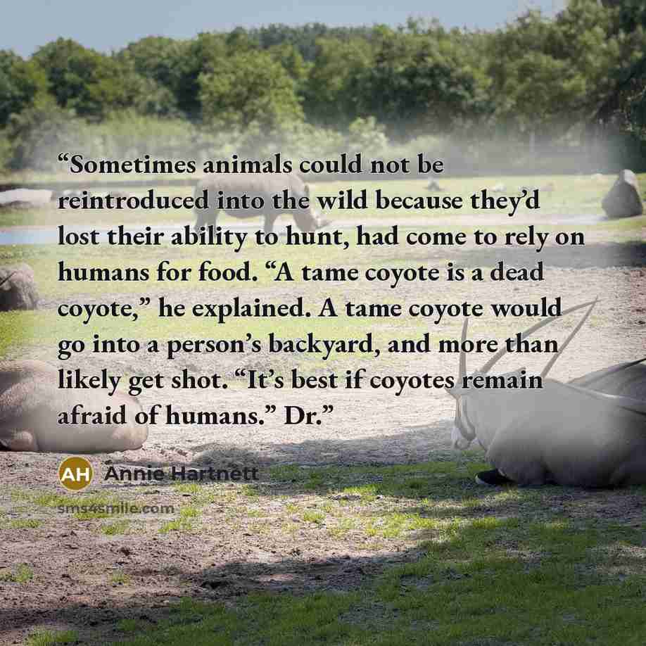 “Sometimes animals could not be reintroduced into the wild because they’d lost their ability to hunt, had come to rely on humans for food. “A tame coyote is a dead coyote,” he explained. A tame coyote would go into a person’s backyard, and more than likely get shot. “It’s best if coyotes remain…” quote by Annie Hartnett