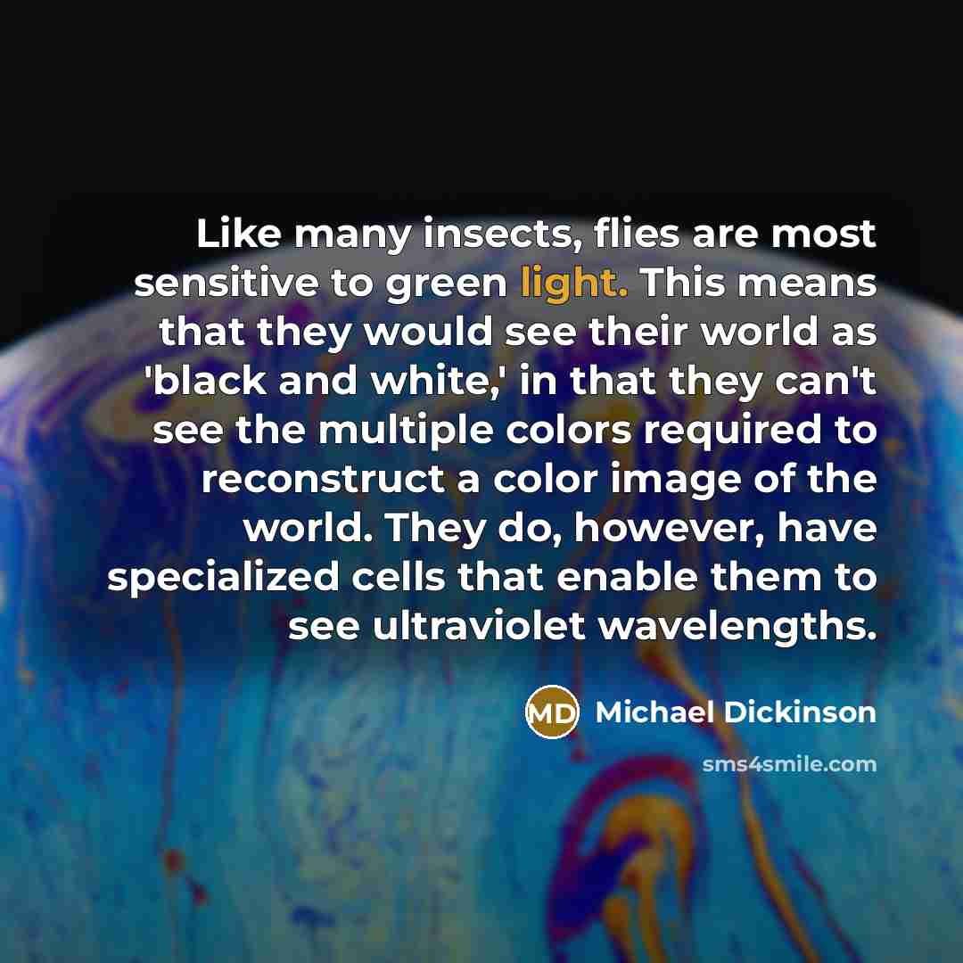 “Like many insects, flies are most sensitive to green light.…” quote by Michael Dickinson