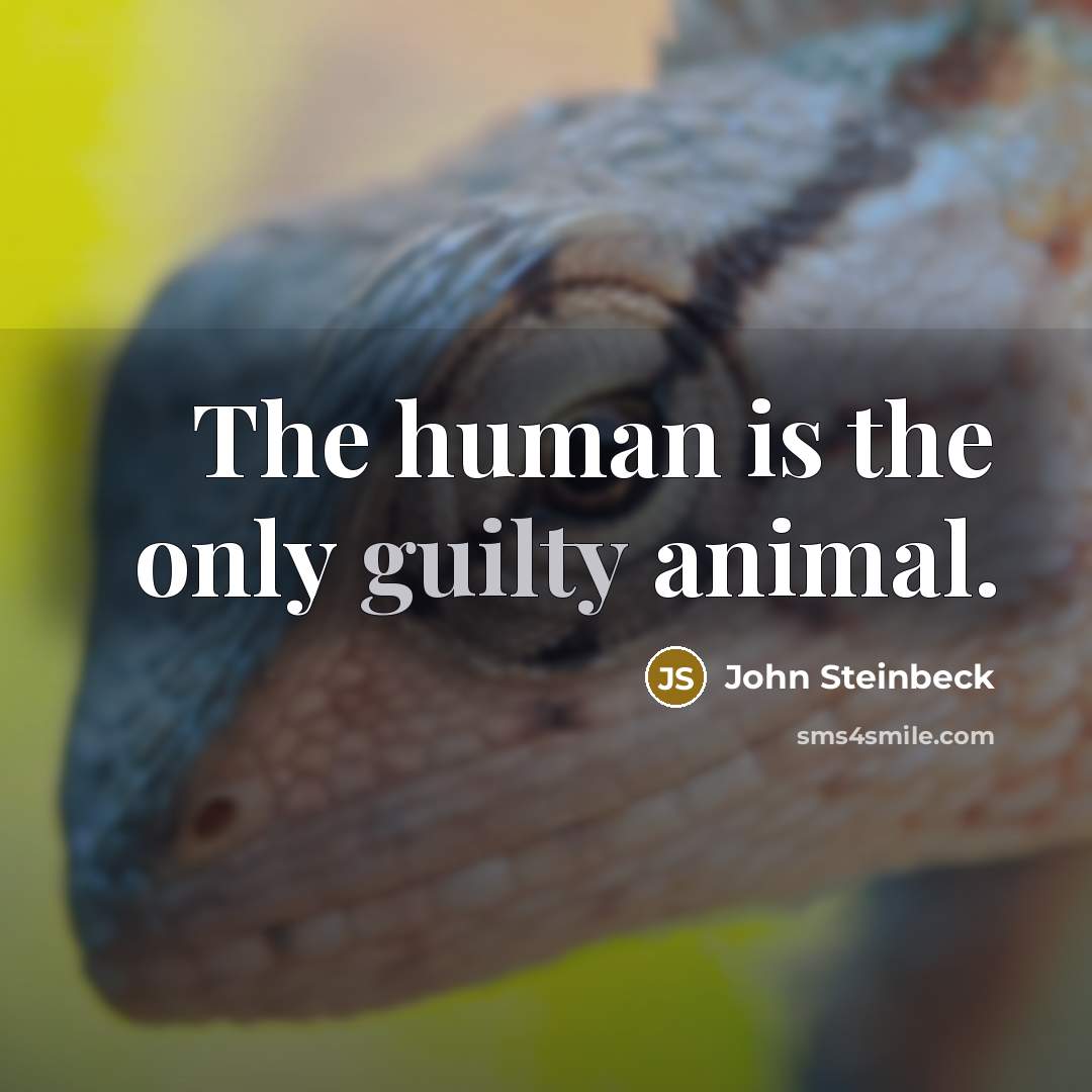 “The human is the only guilty animal.…” quote by John Steinbeck