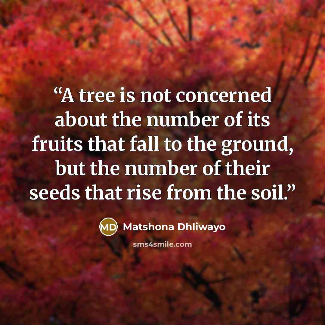 “A tree is not concerned about the number of its fruits that fall to the ground, but the number of their seeds that rise from the soil.” quote by Matshona Dhliwayo