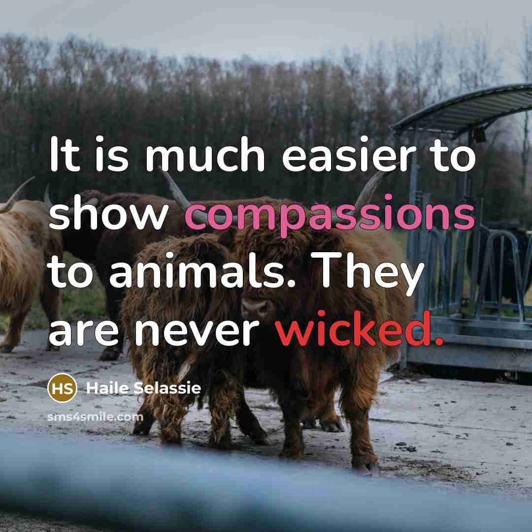 “It is much easier to show compassions to animals. They are never wicked.” quote by Haile Selassie