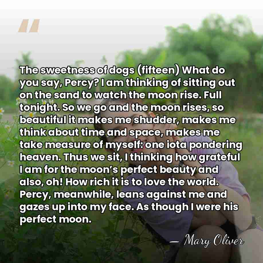 The sweetness of dogs (fifteen) What do you say, Percy? I am&hellip; - Mary Oliver