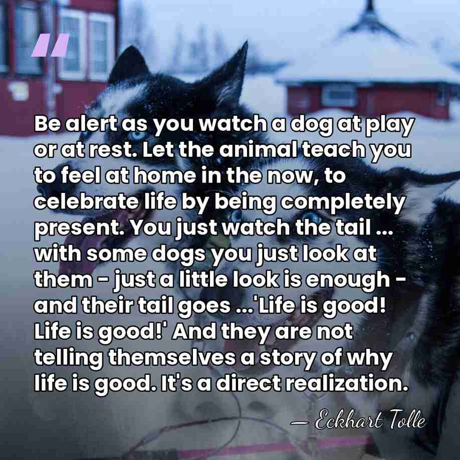 Be alert as you watch a dog at play or at rest.&hellip; - Eckhart Tolle