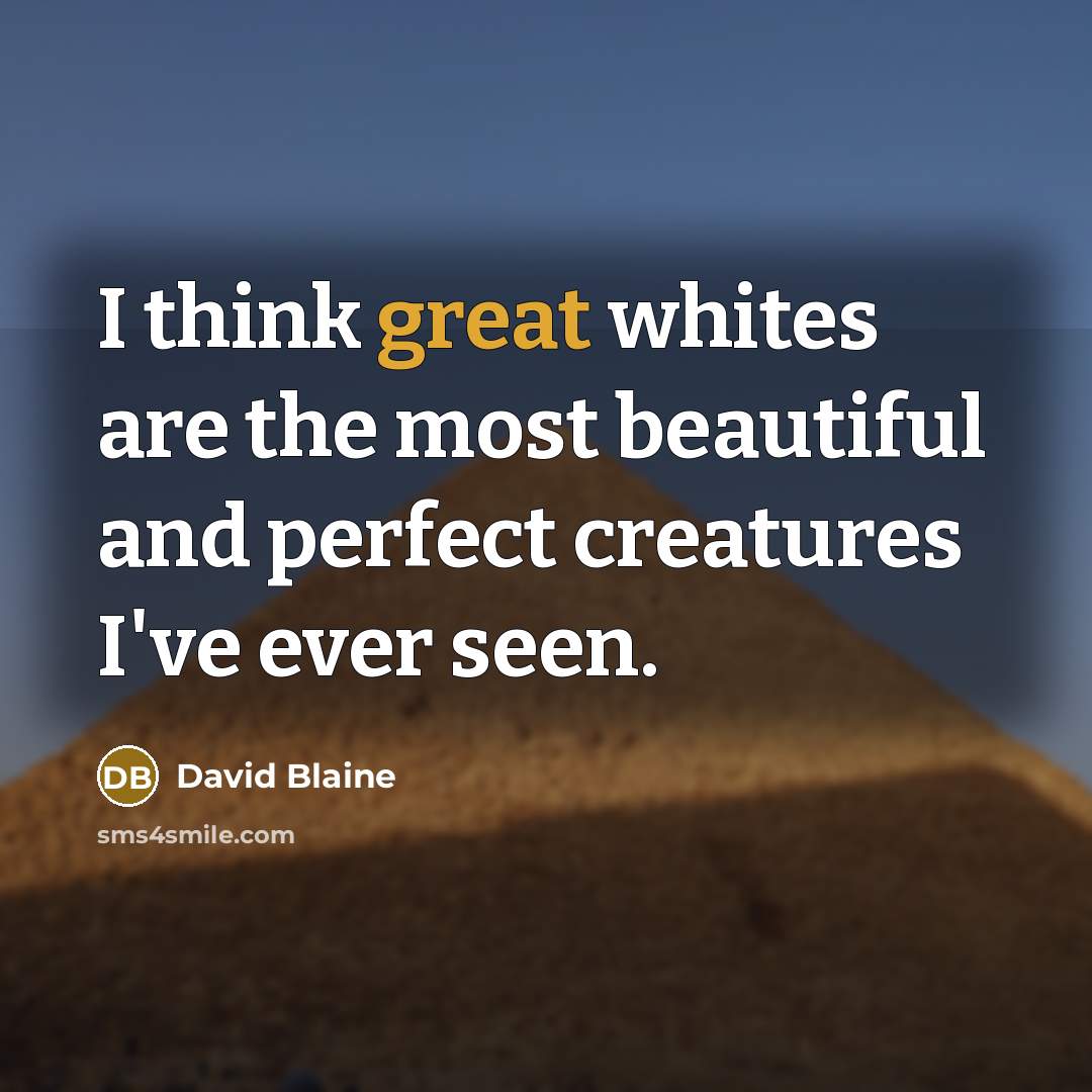 “I think great whites are the most beautiful and perfect…” quote by David Blaine