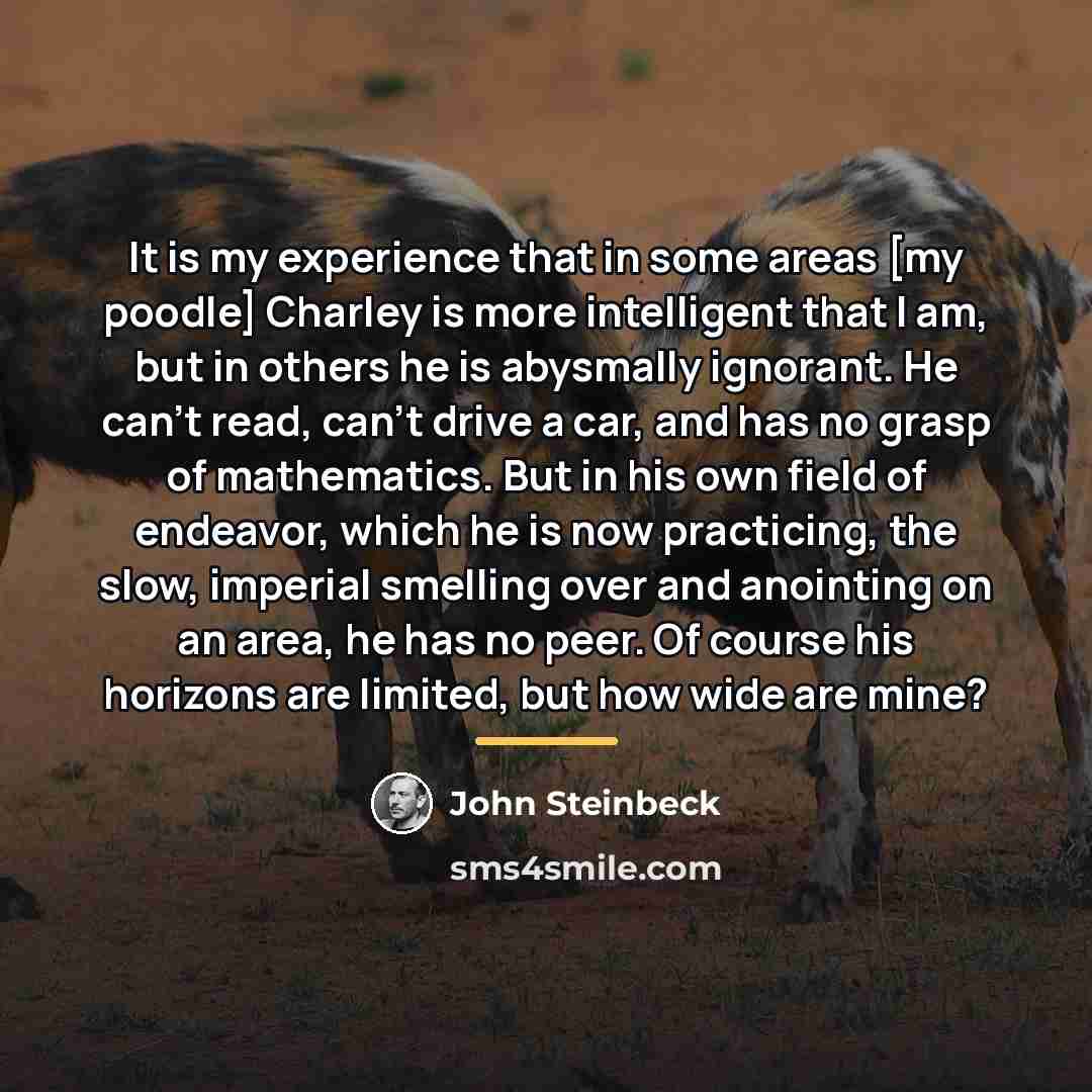“It is my experience that in some areas [my poodle]…” quote by John Steinbeck