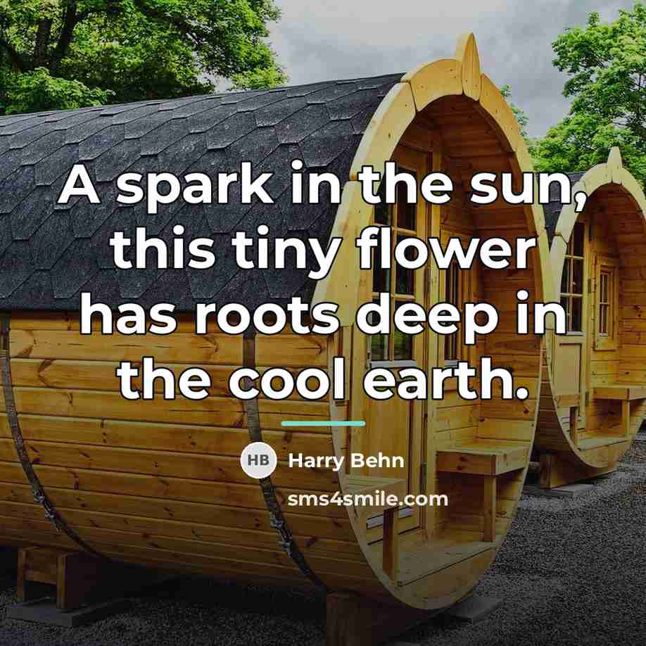 “A spark in the sun, this tiny flower has roots…” quote by Harry Behn