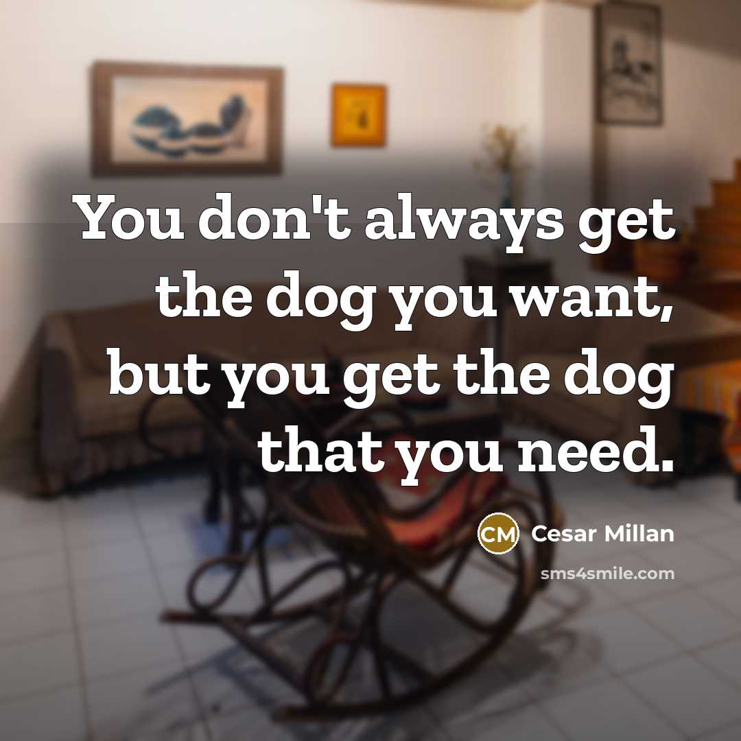 “You don't always get the dog you want, but you…” quote by Cesar Millan
