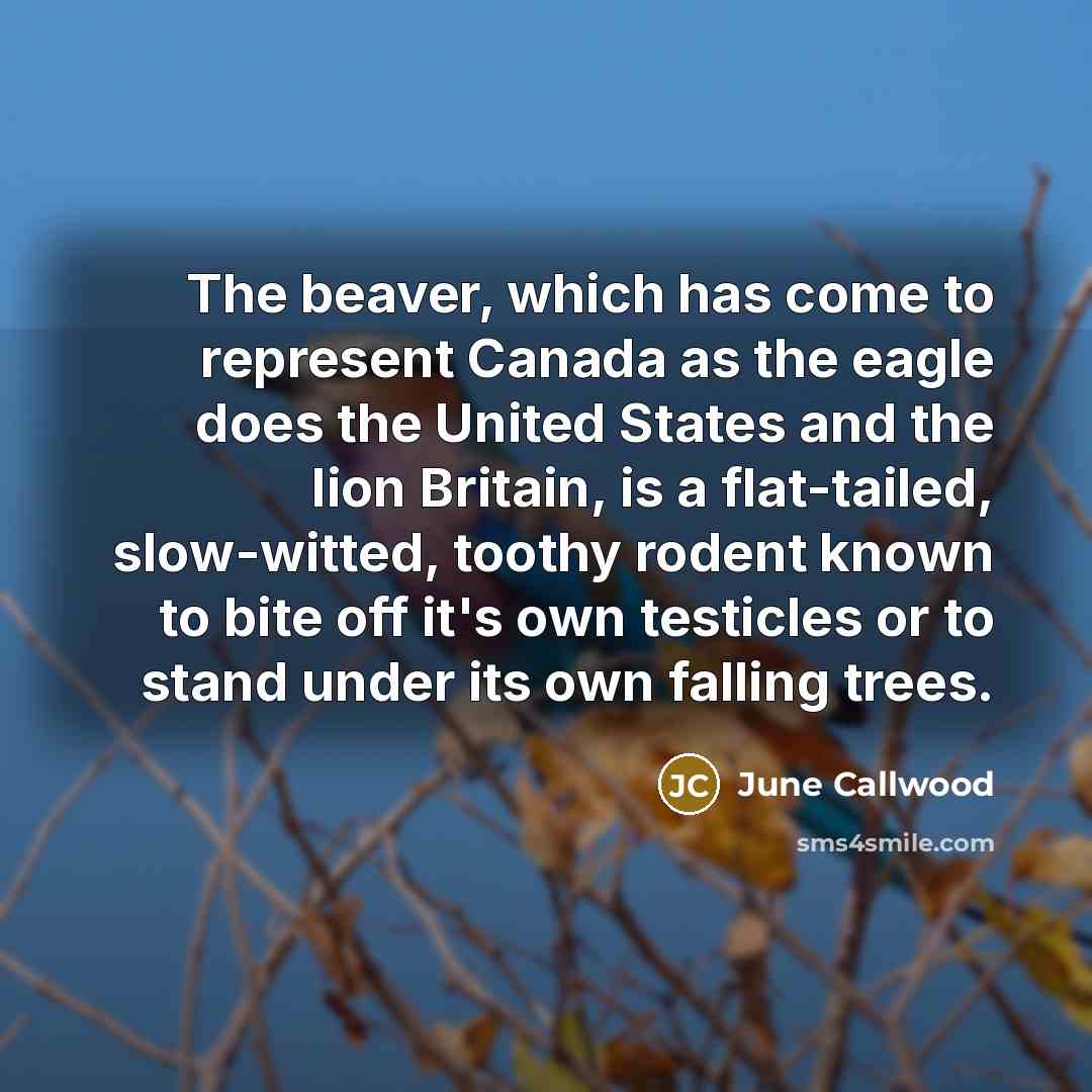 “The beaver, which has come to represent Canada as the eagle does the United States and the lion Britain, is a flat-tailed, slow-witted, toothy rodent known to bite off it's own testicles or to stand under its own falling trees.” quote by June Callwood