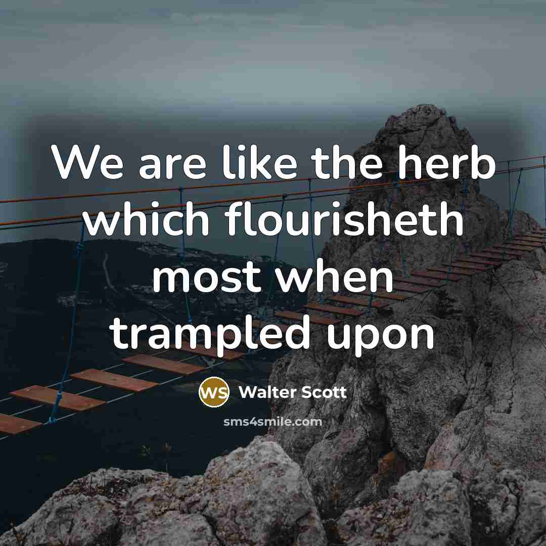 “We are like the herb which flourisheth most when trampled…” quote by Walter Scott