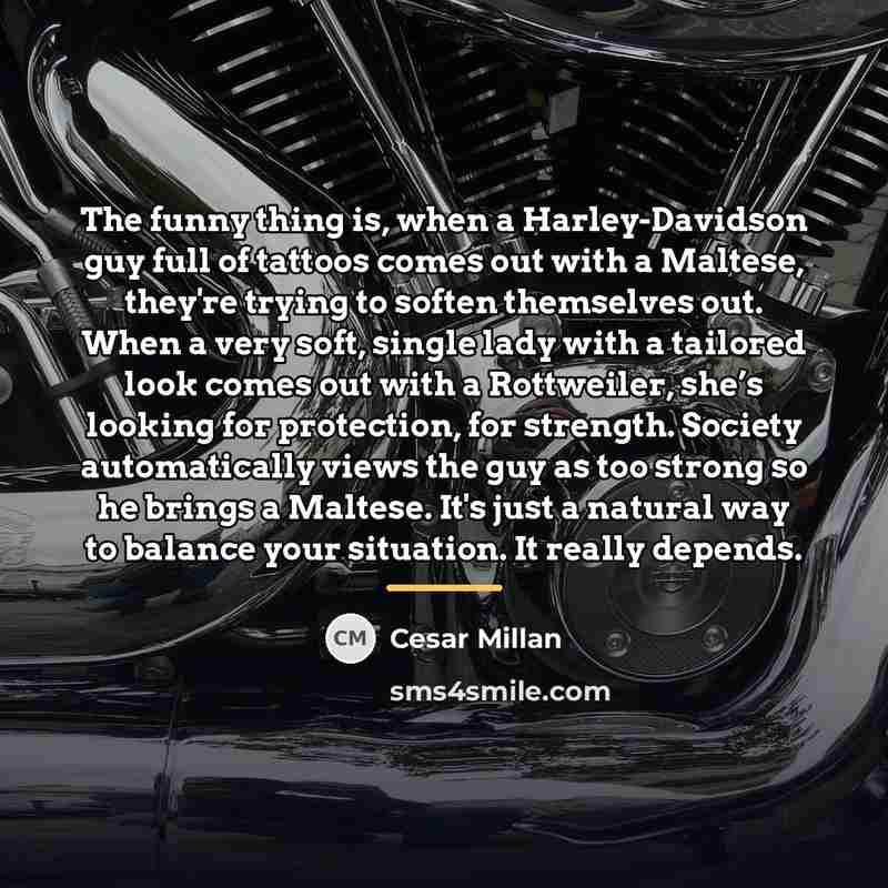 “The funny thing is, when a Harley-Davidson guy full of…” quote by Cesar Millan