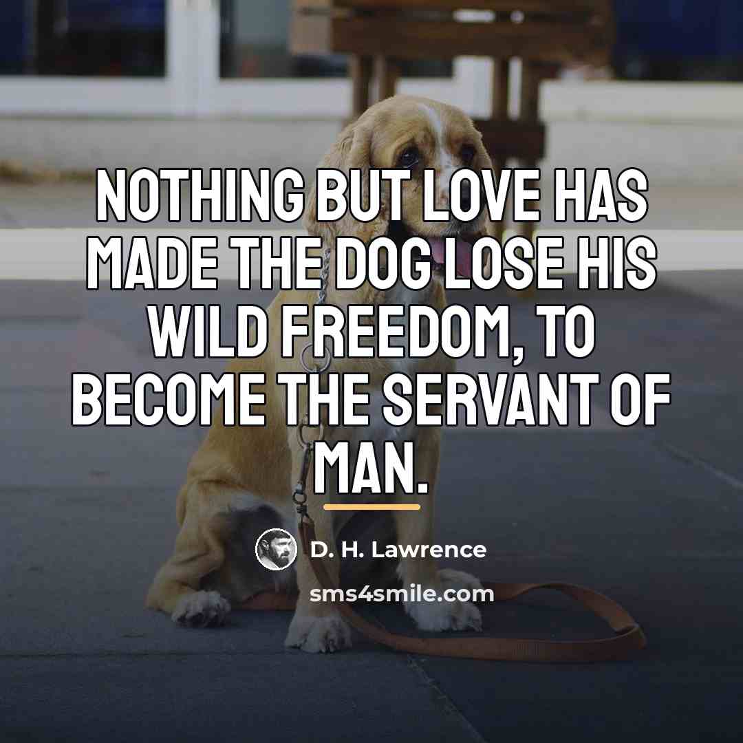 “Nothing but love has made the dog lose his wild…” quote by D. H. Lawrence