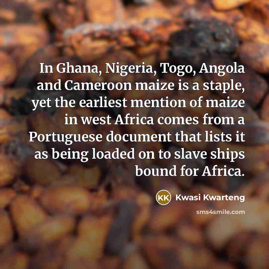 “In Ghana, Nigeria, Togo, Angola and Cameroon maize is a…” quote by Kwasi Kwarteng