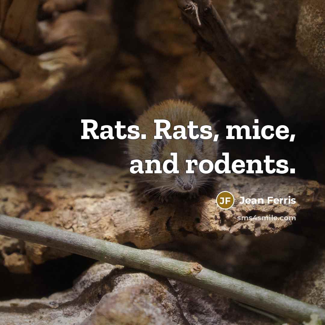 “Rats. Rats, mice, and rodents.…” quote by Jean Ferris
