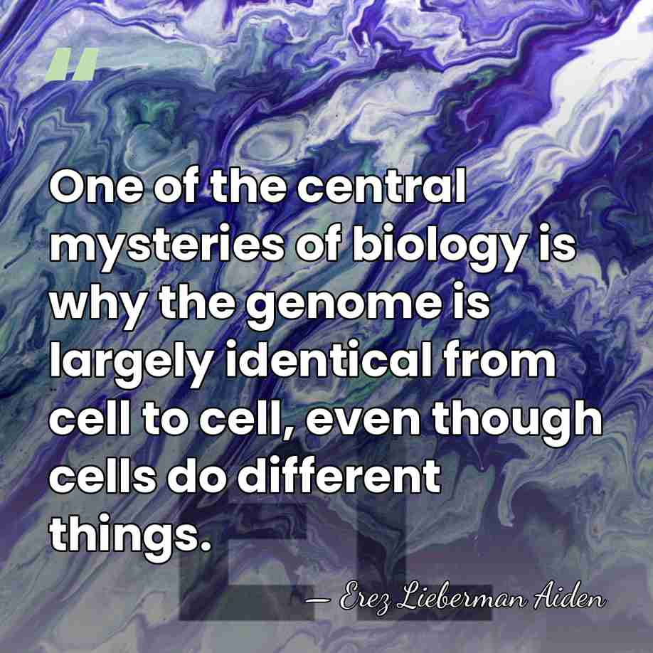 One of the central mysteries of biology is why the genome is&hellip; - Erez Lieberman Aiden