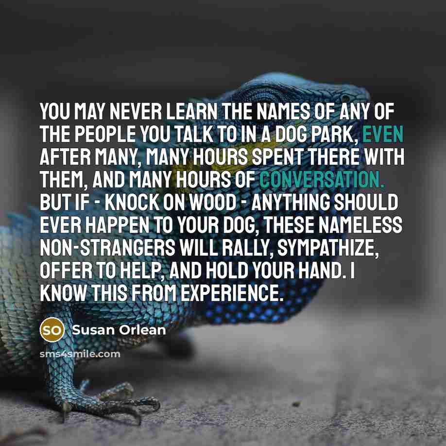 “You may never learn the names of any of the people you talk to in a dog park, even after many, many hours spent there with them, and many hours of conversation. But if - knock on wood - anything should ever happen to your dog, these nameless non-strangers will rally, sympathize, offer to help, and…” quote by Susan Orlean